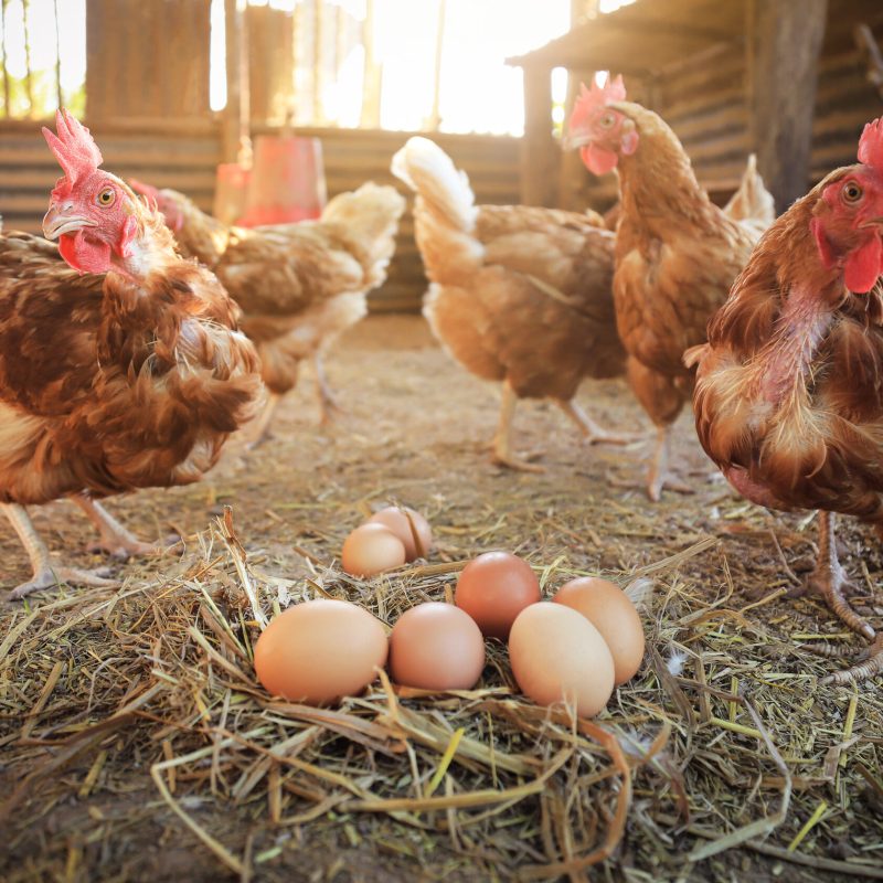 chicken with raw organic eggs on ground from local animals chick chicken with raw organic eggs on ground from local animals chicken farm for food living life. good raw food for people concept.