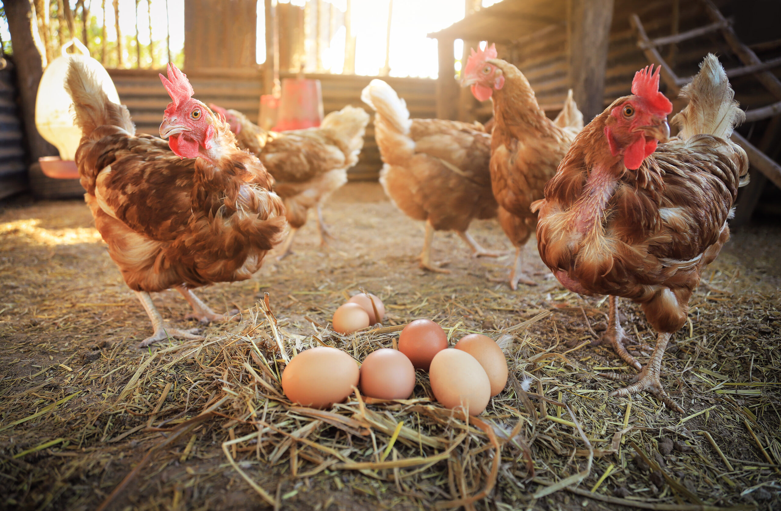 chicken with raw organic eggs on ground from local animals chicken farm for food living life. good raw food for people concept.